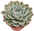 Live Succulent Plants Echeveria 'Joselrin', Easy Care Potted Succulents in 4" Pots, Indoor Houseplant, Unique Gifts, Home Office Décor
