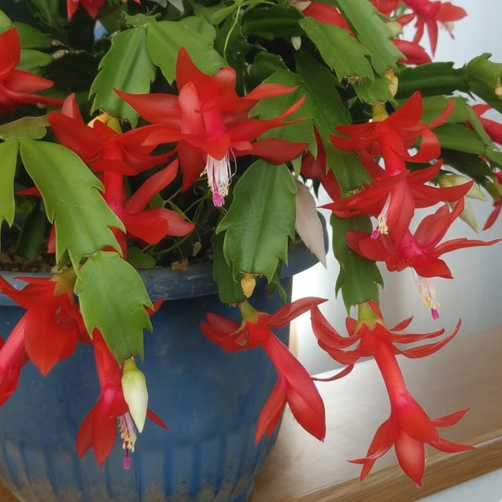 Red Christmas Cactus Live Plant, Holiday Cactus Live for Indoor Outdoor Garden, 4 Inches Pot