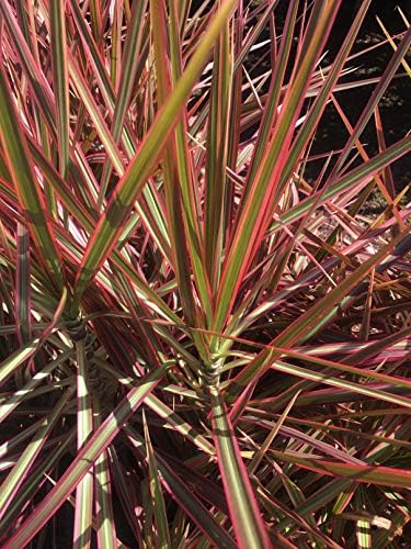 Dragon Tree - 3 Live Plants in 6 Inch Pots - Dracaena Marginata Colorama - Easy Care Indoor Air Cleaning Plant