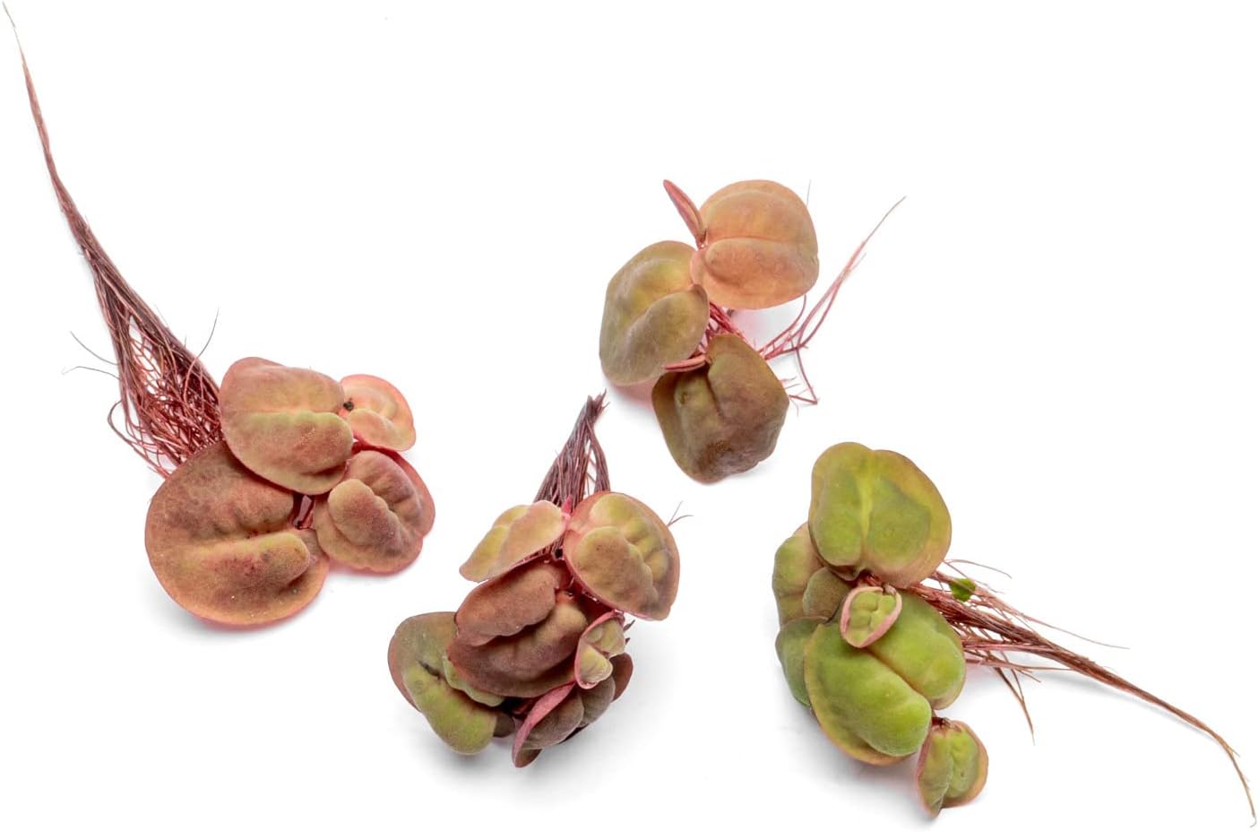 SubstrateSource Red Root Floater Phyllanthus Fluitans - Live Floating Plants for Aquarium, Fish Tanks, Natural Aquatic Decorations and Cover (3-4 Plants)