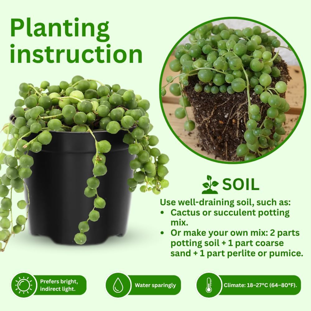 String of Pearls Plant Live 4 Inch Pot, Rare Succulents Plants in Hanging Baskets, Trailing Succulent Houseplant for Home Office (String of Pearls)