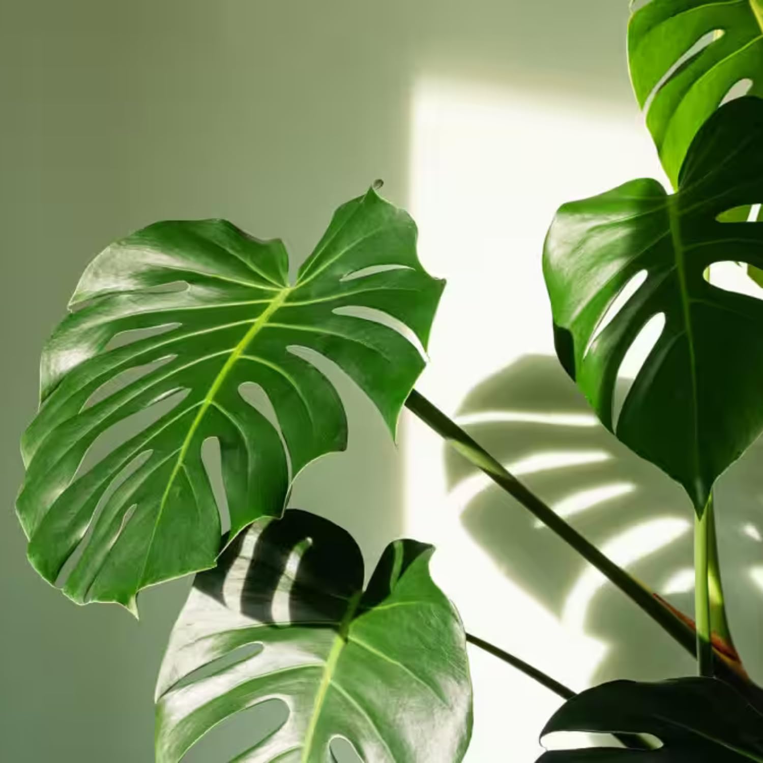 Monstera Deliciosa Live Plant, Live Swiss Cheese Plant Indoor, 4 Inch Pot