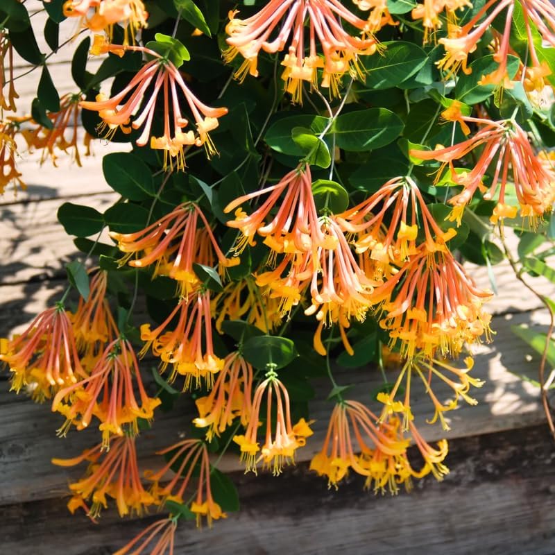 Honeysuckle Plant Live for Planting, Lonicera Honeysuckle Vine, Very Hardy, in 2.5 Inc Pot, Fragrant Red Orange Bloom