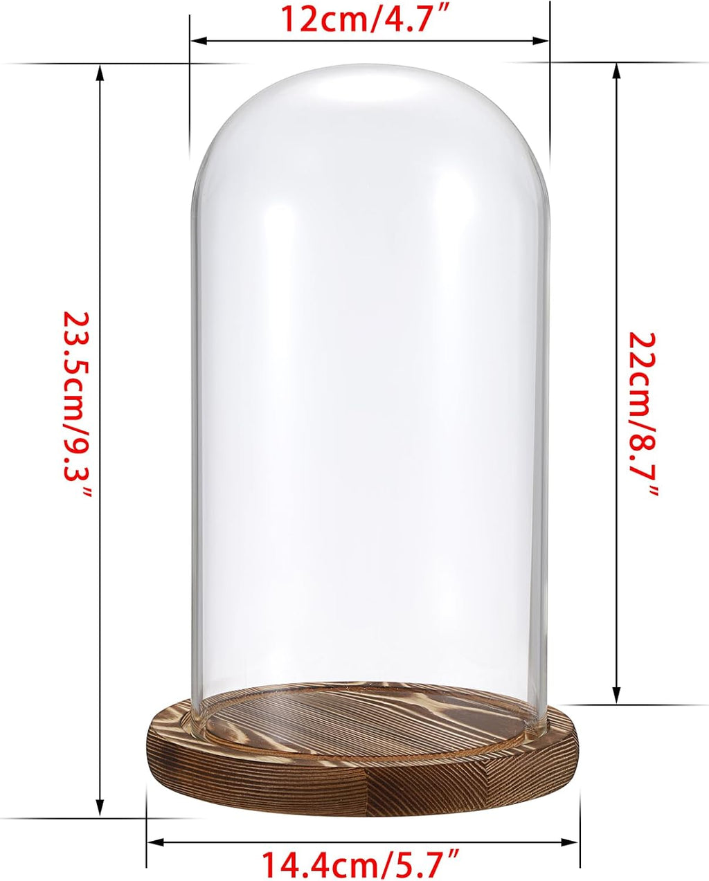JUXYES Pack of 2 Glass Display Dome Cloche with Solid Wood Base, Clear Dome Bell Terrarium Jar Glass Cloche Bell Jar Display for Plants Collectible Figure