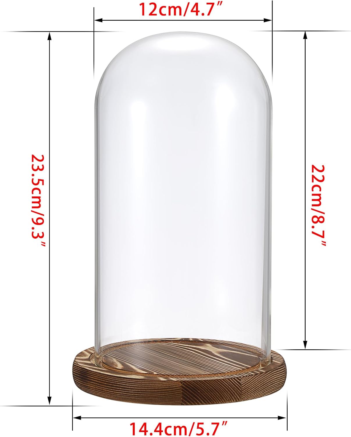 JUXYES Pack of 2 Glass Display Dome Cloche with Solid Wood Base, Clear Dome Bell Terrarium Jar Glass Cloche Bell Jar Display for Plants Collectible Figure