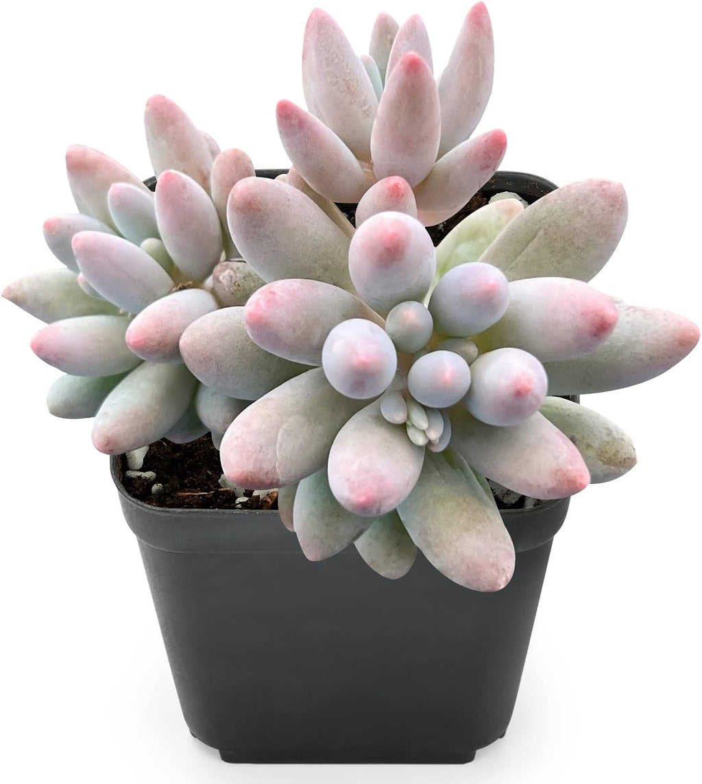Sprout N Green Pachyphytum Succulent Collection, 3 Live Succulent Plant Fully Rooted in 2inch Starter Pot, Home Office Indoor Outdoor Wedding Decoration DIY Projects Party Favor