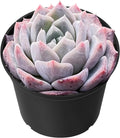 Sprout N Green Echeveria Snow Fairy in 2 inch Starter Pot, Rare Live Succulent Plant Fully Rooted in Planter with Soil, Home Office Indoor Outdoor Wedding Decoration DIY Projects Party Favor