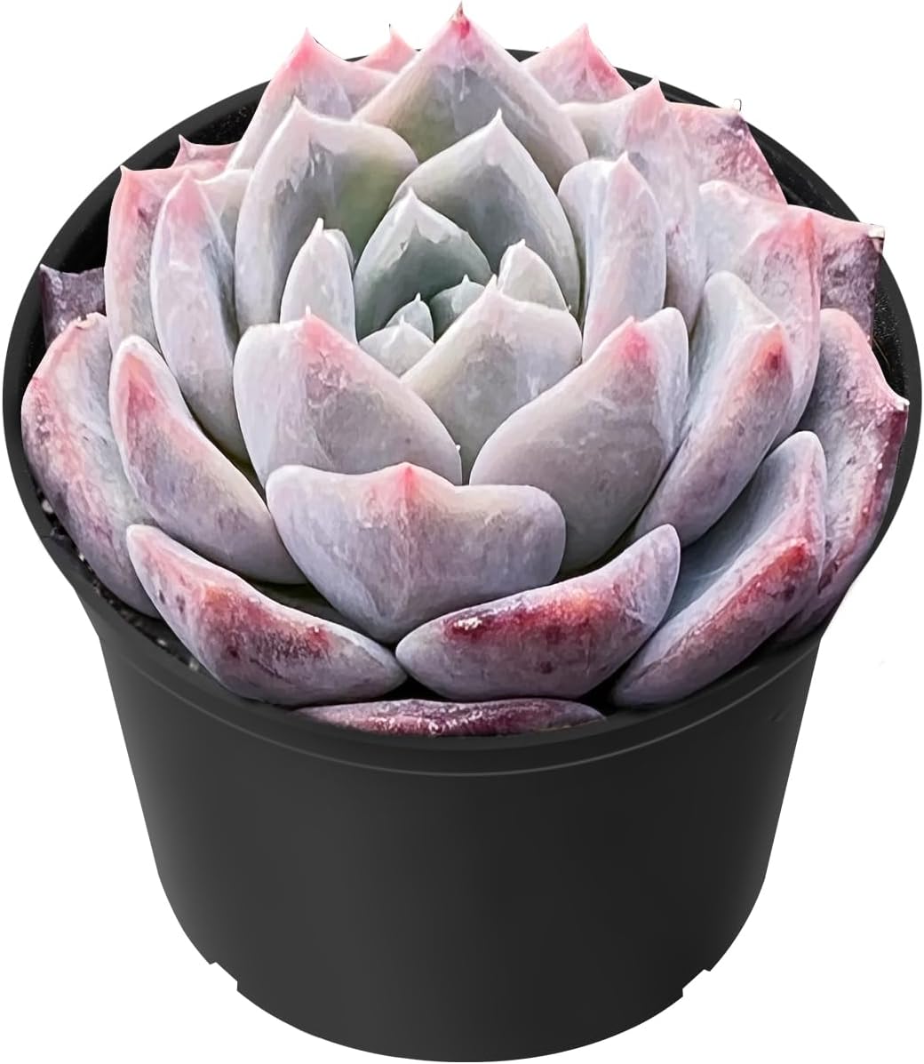 Sprout N Green Echeveria Snow Fairy in 2 inch Starter Pot, Rare Live Succulent Plant Fully Rooted in Planter with Soil, Home Office Indoor Outdoor Wedding Decoration DIY Projects Party Favor