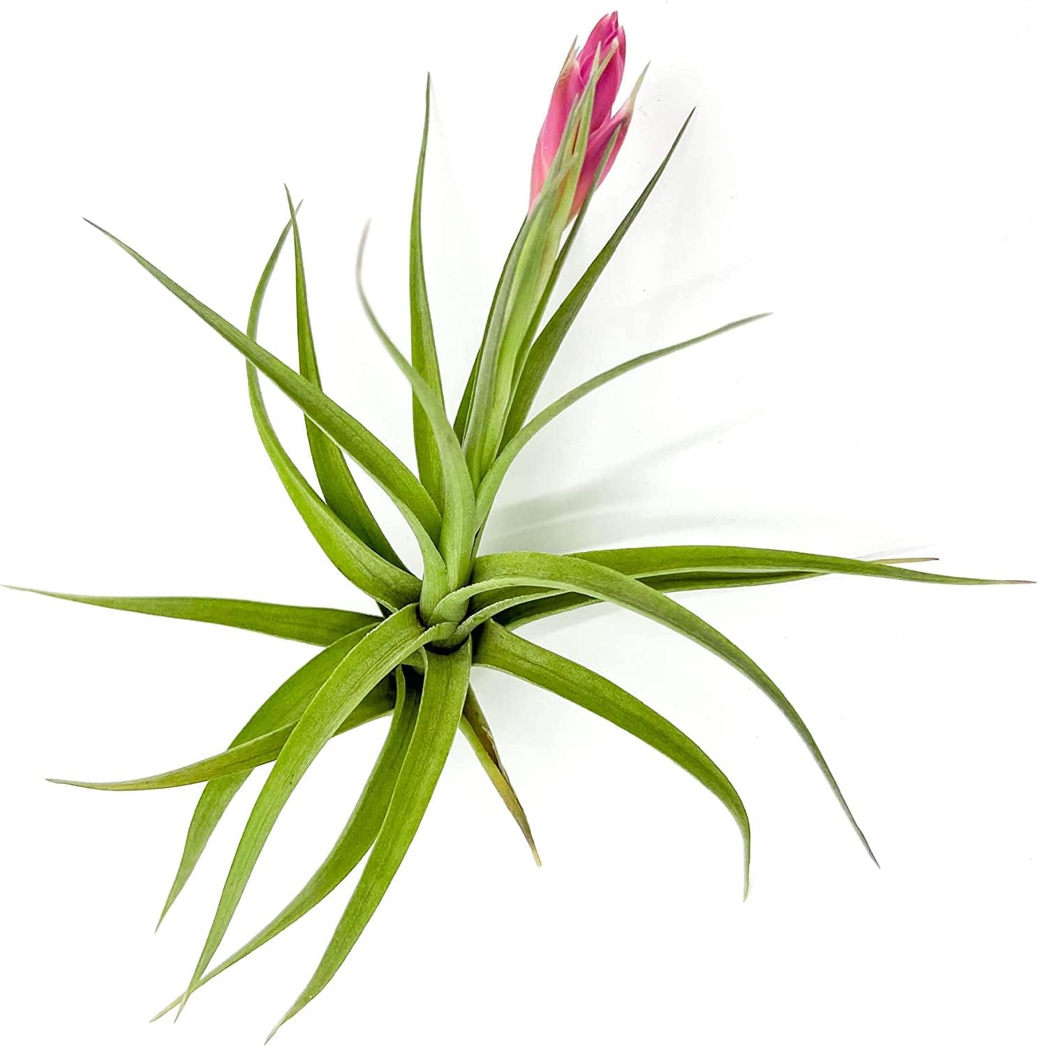 Air Plants - Flowering Tillandsia Aeranthos, Large 3-5" - 5ct - Live Arrival Guaranteed - House Plants for Home Decor & Gift