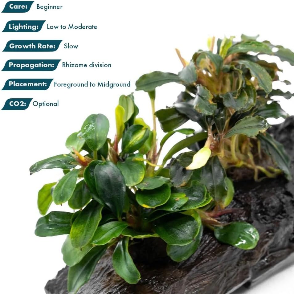 SubstrateSource Live Planted Decor - Bucephalandra Mix on Driftwood (Farmed) - Green Iridescent Aquatic Plants, Low to Medium Light, Foreground to Midground Tank Placement for Aquascaping - 1 Pack