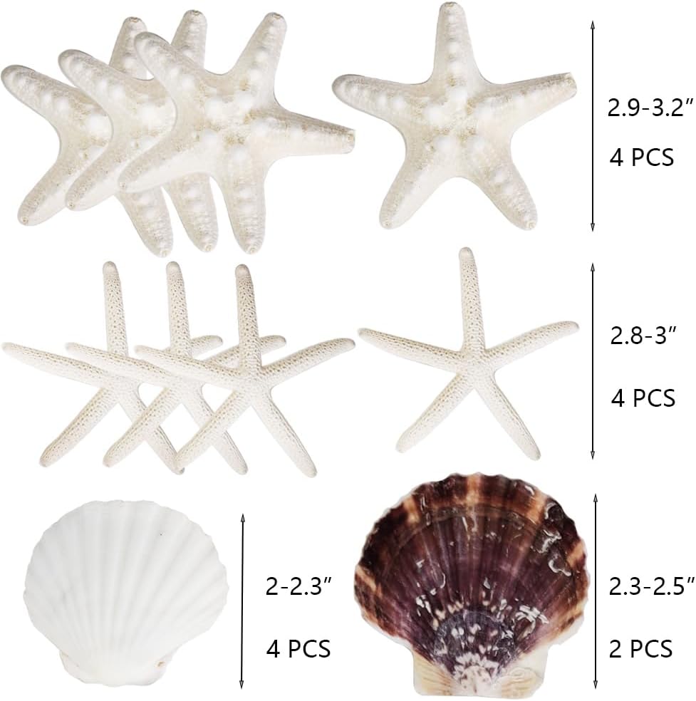 HappyFiller 14 PCS White Natural Scallop SeaShells Decorative Starfish Brown Sea Shells for Crafts,DIY Painting Projects,Coastal Beach Theme Decor,Wedding,Home Wall Decorations,Vase Fillers,2-3 Inches