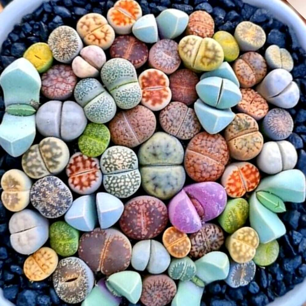 Lithops Live Plants Large, 20 Mix Lithops Succulents Plants Live Lithops Living Stones 0.5 to 0.6 Inc for Planting, Living Rocks Lithops