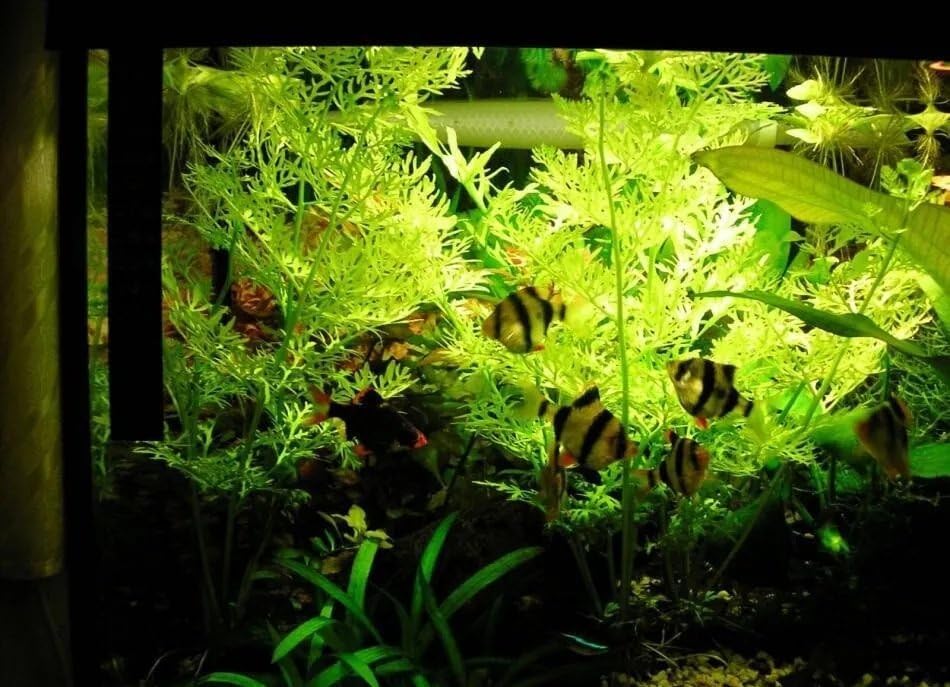 x1 Water Sprite Lace Leaf Live Aquarium Plant - Buy2get1