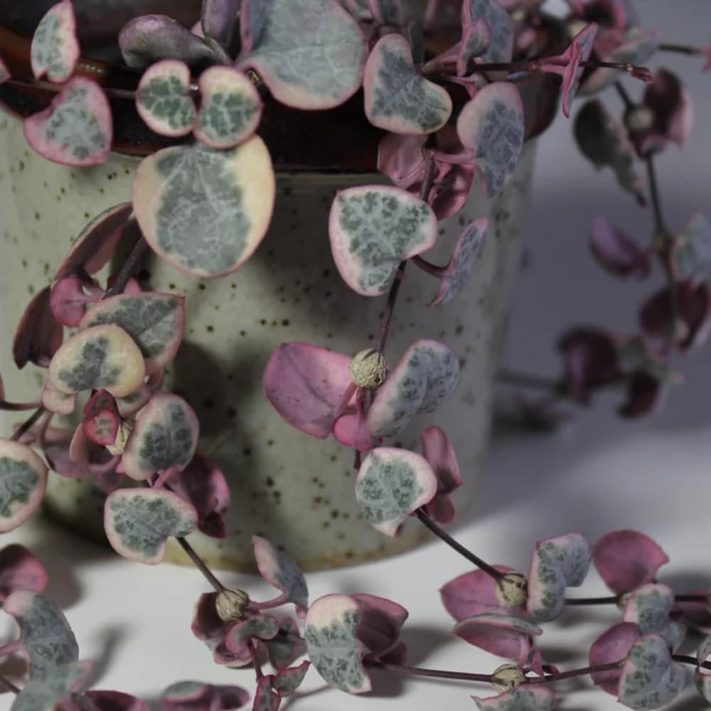 Variegated String of Hearts Live Plant, Variegated Trailing Succulent Vine Houseplant, 4-7 inches Tall in 4 inch Pot for Planting