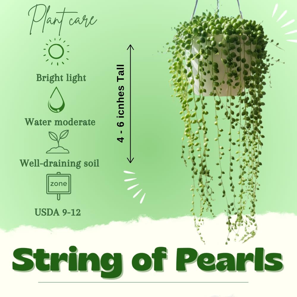 String of Pearls Live Plant, String of Pearls Succulents Live Plant, Trailing Succulent House Plant, 4-7 inches Tall in 4" Pot for Planting