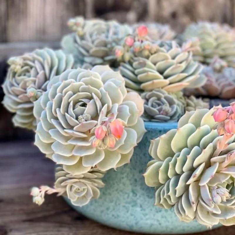 Echeveria Succulents Live Plants for Planting, Live Echeveria Succulents, Live Echeveria Plant, Live Echeveria Succulents, Echeveria Succulents 4 Inch