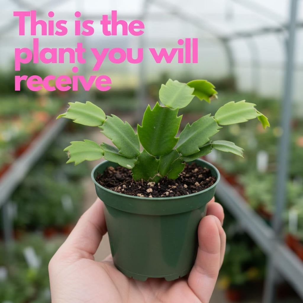 Yellow Christmas Cactus Plant for Planting | 3 to 4 Inch Tall Indoor | Live Christmas Plants Indoor Bareroot | Gift Card Presents for Mom Birthday Gift for New Home