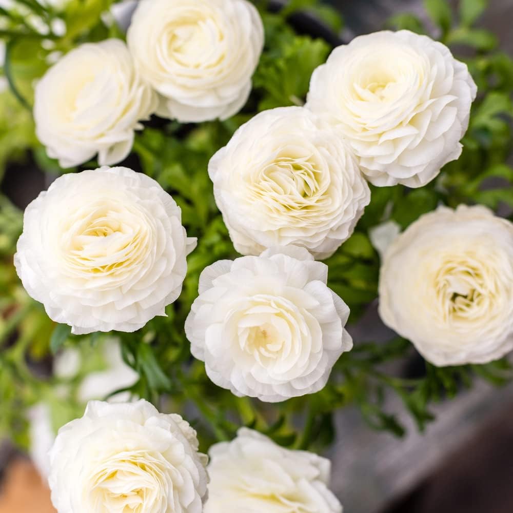 Ranunculus Bulbs for Planting - Buttercup Flower -Plant in Gardens, Containers & Flowerbeds - Easy to Grow Fall or Spring Perennial Flowers Bulbs (20 White Bulbs)