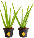 Costa Farms Aloe Vera (2 Pack), Live Succulent Plant, Easy Care Indoor Houseplant in Grower Pot, Natural Room Air Purifier in Soil, Living Room or Office Décor, New House Warming Gift, 7-Inches Tall