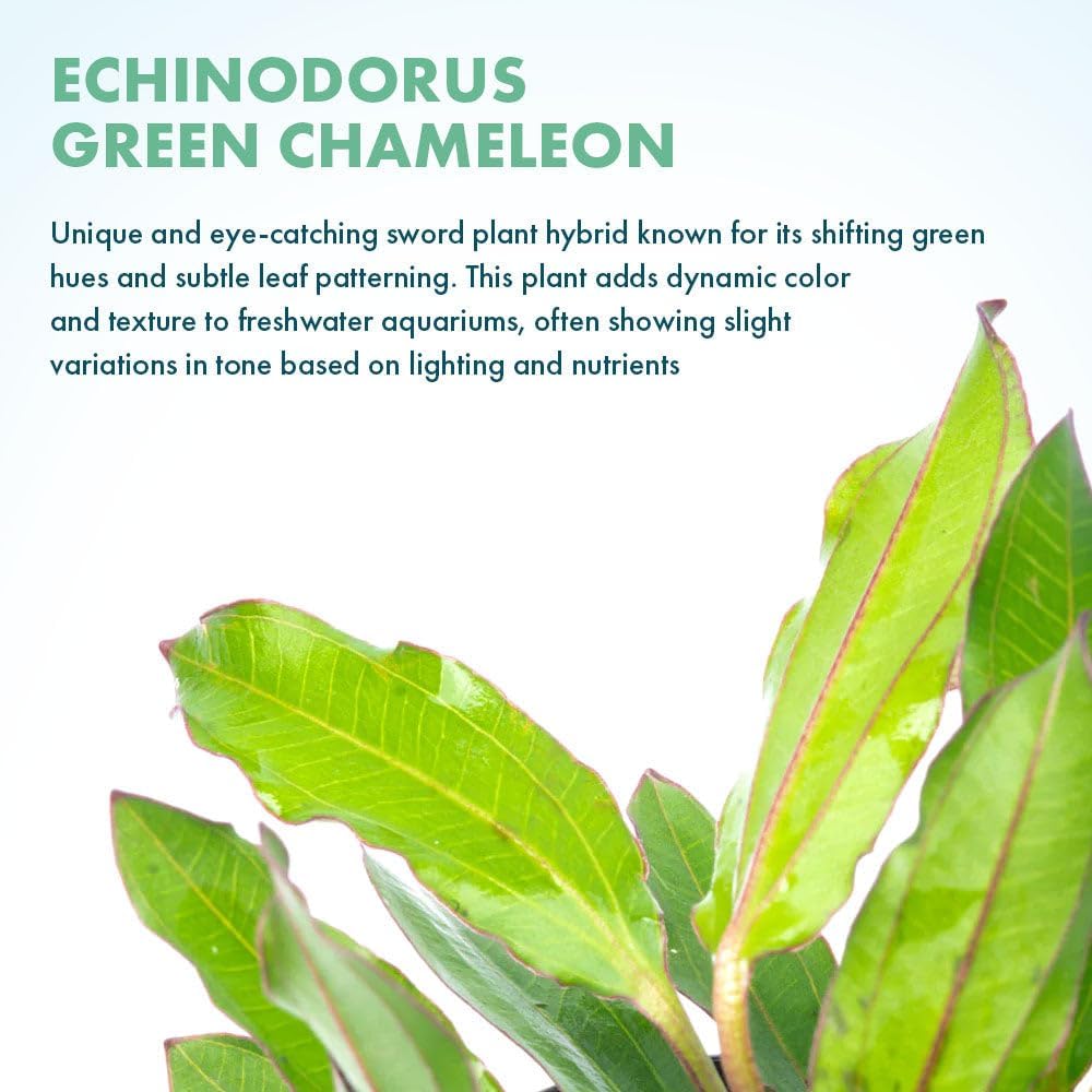 SubstrateSource Live Plants - Echinodorus ‘Green Chameleon’ (Echinodorus sp.) - Medium to High Light, Green Red Accent, Midground to Background Placement, Freshwater Aquatic Plant - Pot