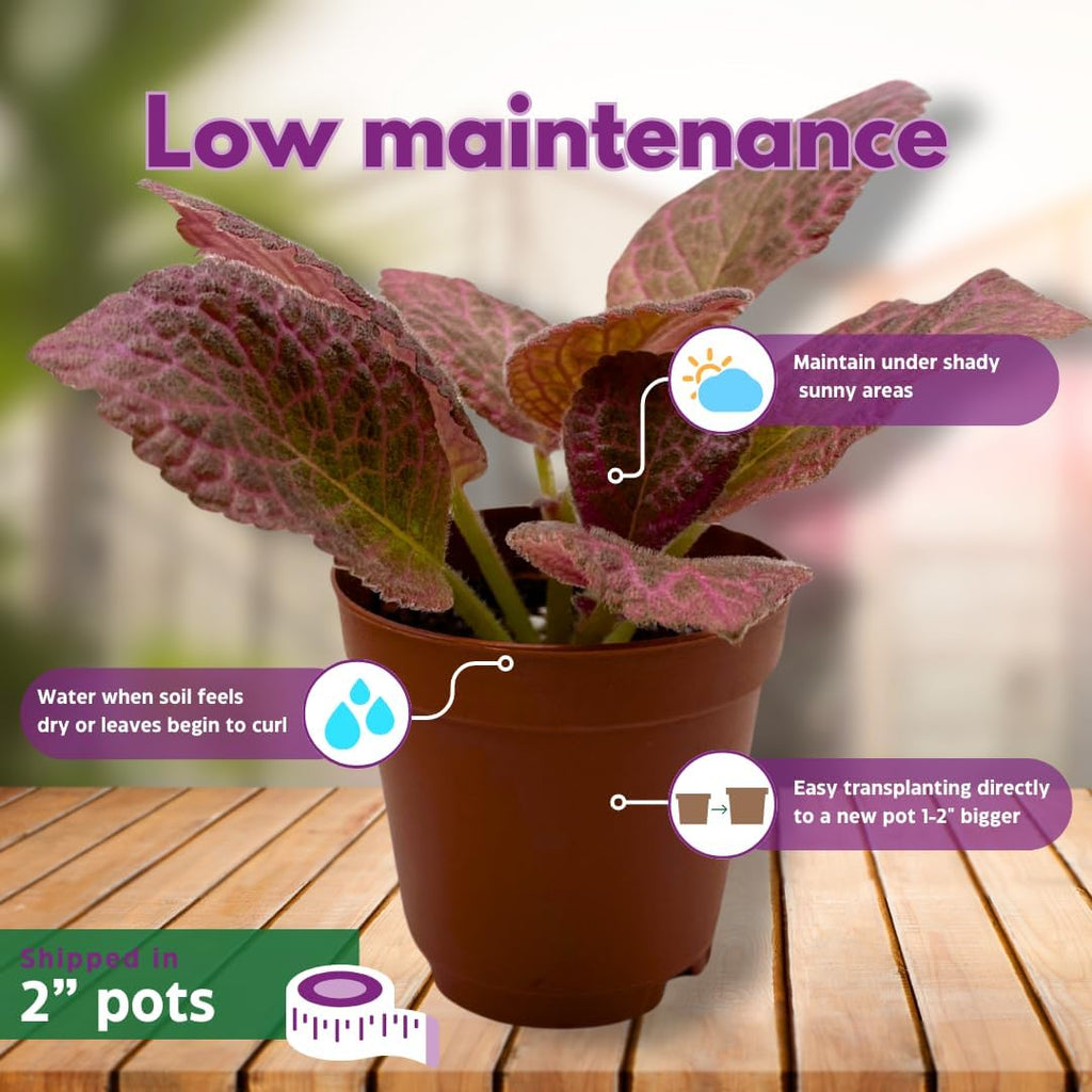 BubbleBlooms Flame Violet, Episcia Cupreata Assortment Set 2 inch pots 3 Different Velvet Plants, Tiny Mini Pixie Plant