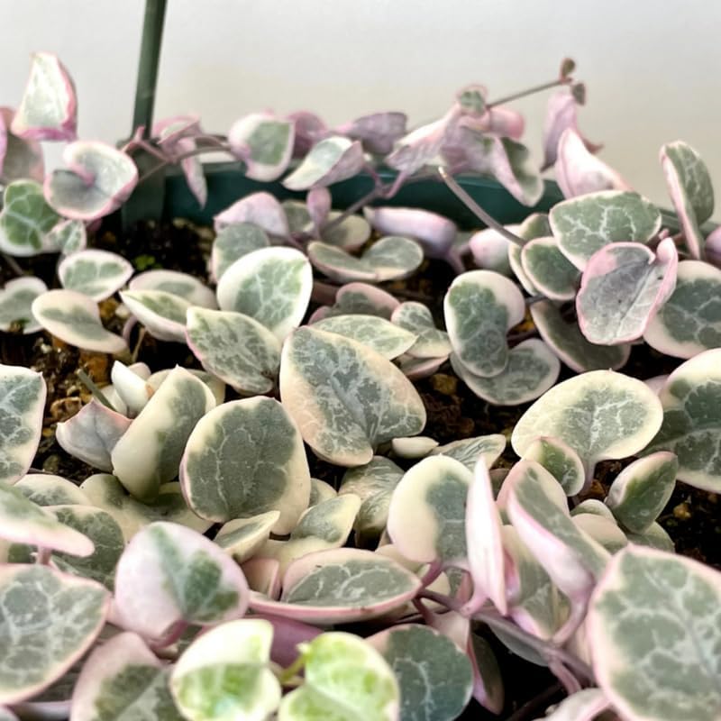 Live String of Hearts Plant 2.5 in Pot, Pink String of Hearts Plant Live, Variegated String of Heart Plant