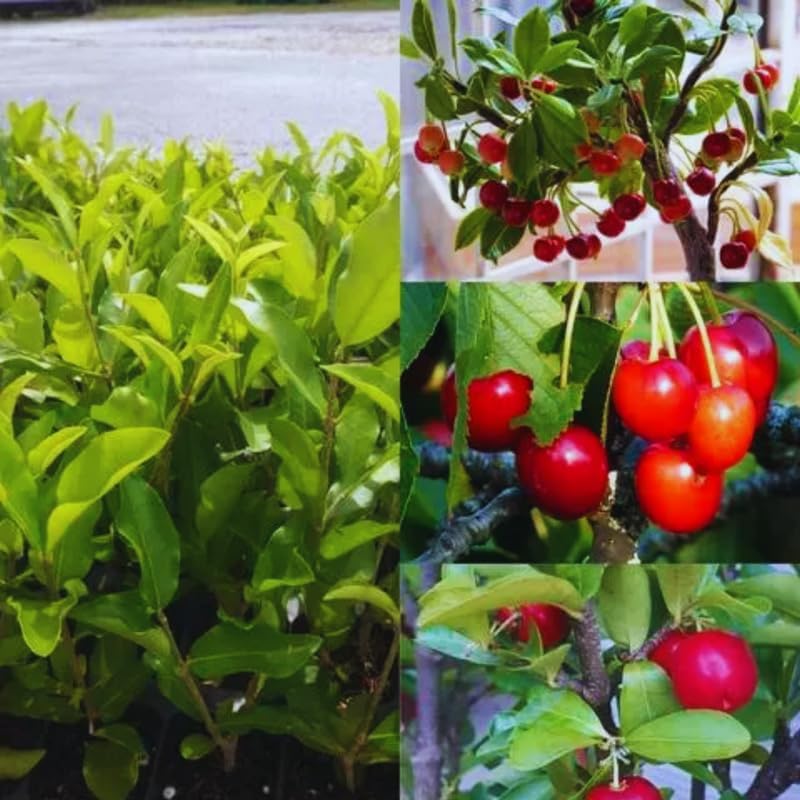 7 Months Old Dwarf Barbados Cherry Tree Live Plant, Fast-Growing and High Yielding Sweet Fruit, Edible Fruit Bearing Tree for The Patio and Garden, No Pot, 4-8" in Tall