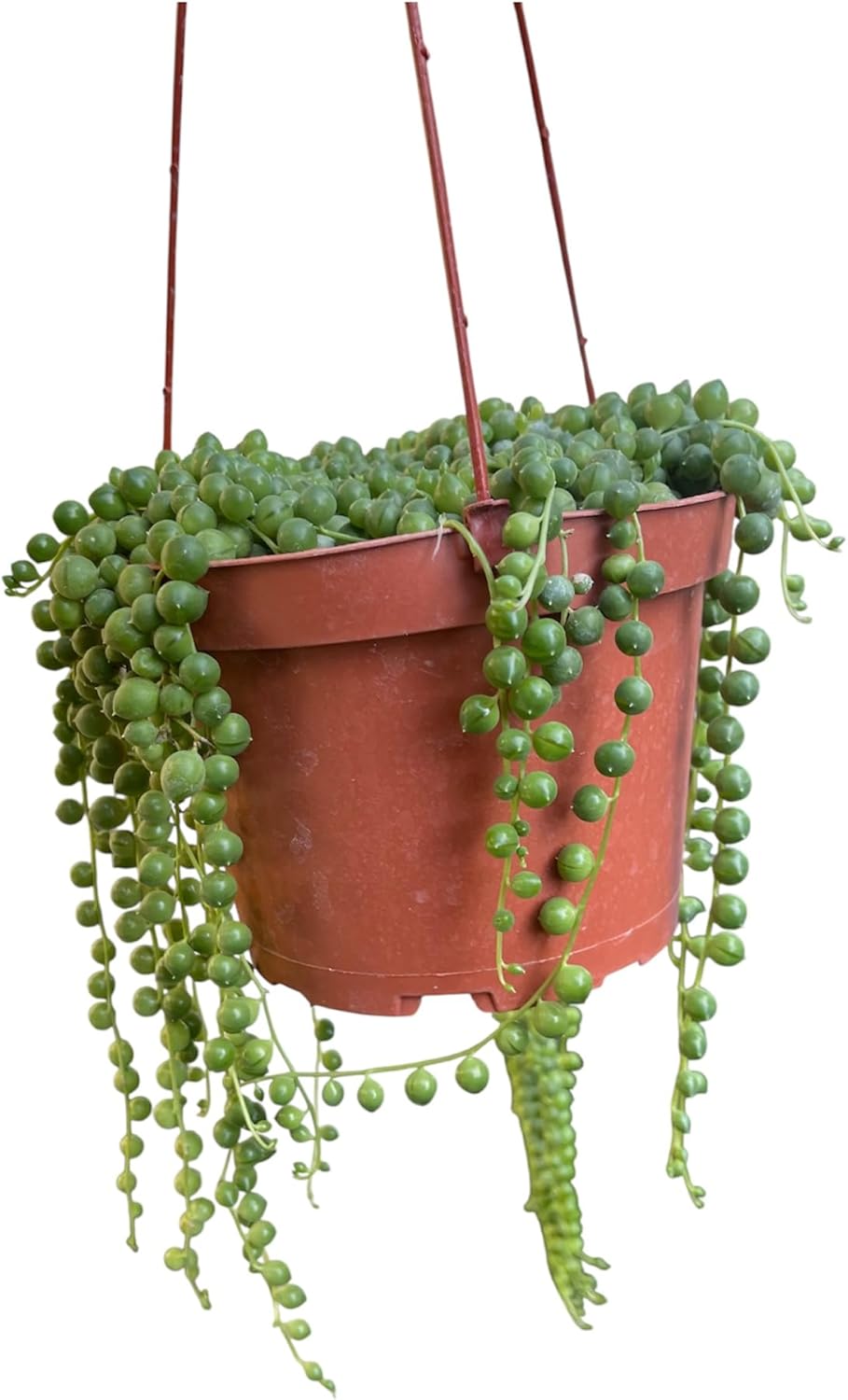 String of Pearl in A 6in Hanging Pot Live Living Plant Fully Rooted and Healthy Succulent Curio rowleyanus