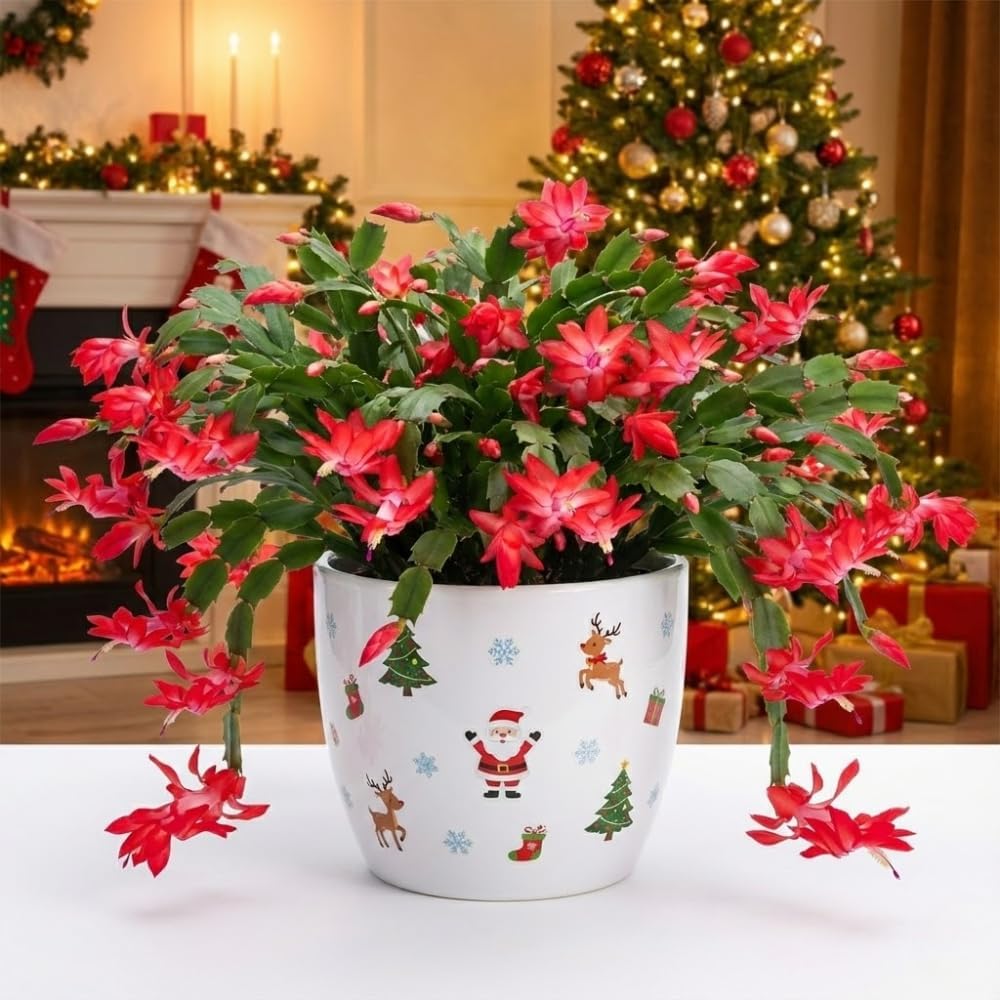 Christmas Cactus Live Plant 4 inch Pot, Christmas Flower Plant, Flower Succulents Plants, Holiday Christmas Cactus for Planting (Red Christmas Cactus)