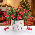 Christmas Cactus Live Plant 4 inch Pot, Christmas Flower Plant, Flower Succulents Plants, Holiday Christmas Cactus for Planting (Red Christmas Cactus)