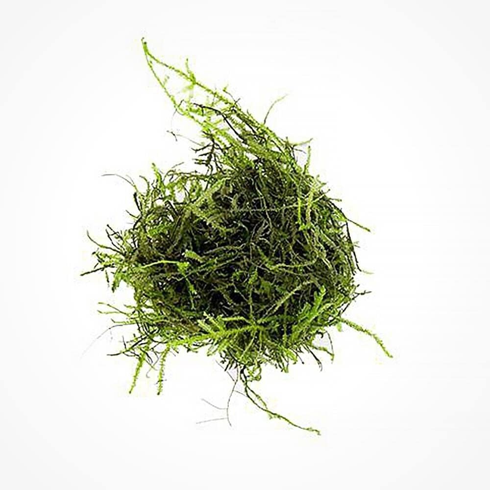 SubstrateSource Java Moss Live Aquarium Plant - Freshwater Fish Tank Decorations for Natural Decor (Golf Ball)