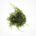 SubstrateSource Java Moss Live Aquarium Plant - Freshwater Fish Tank Decorations for Natural Decor (Golf Ball)