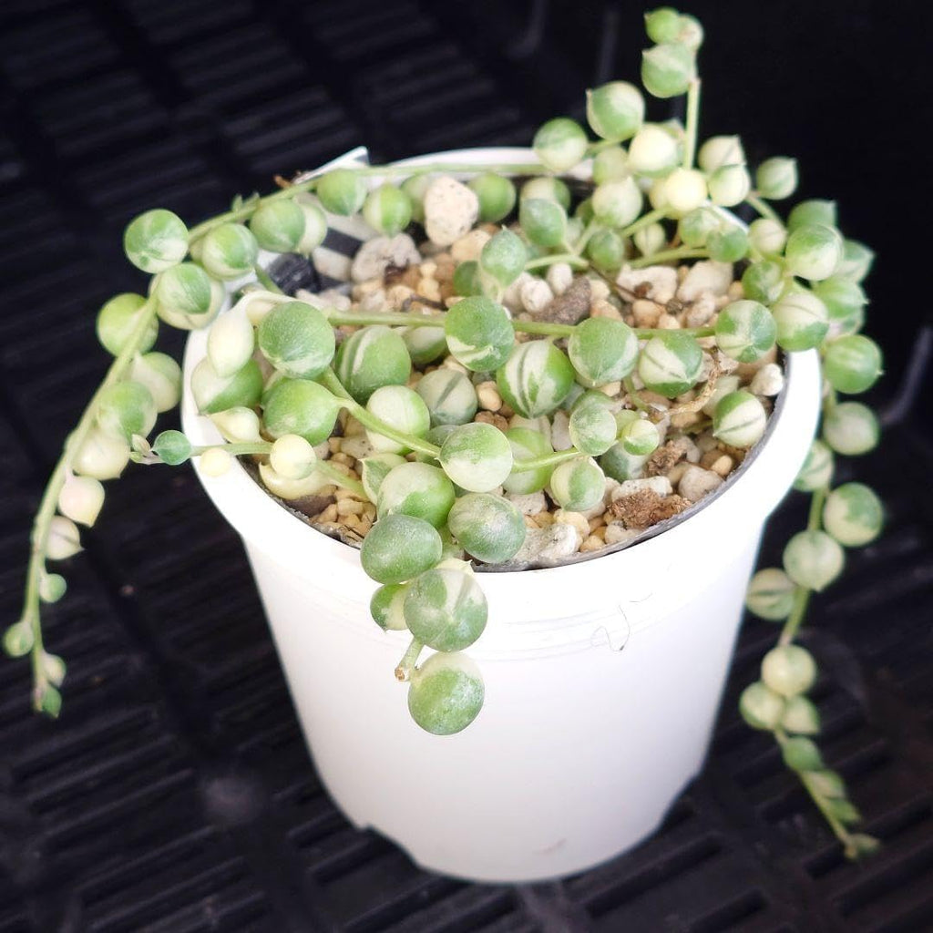 Variegated String of Pearls Plant, Live Succulent Vine in Pot, Rare Indoor Houseplant (2 Inch Pot)
