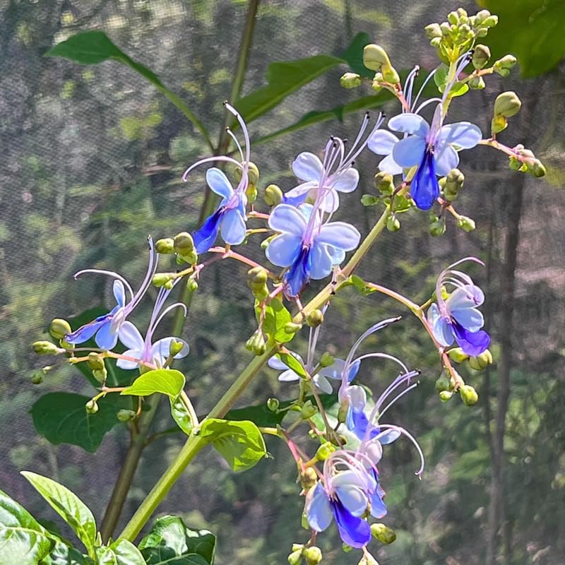 Blue Butterfly Clerodendrum Plants Live, Trailing Light Bulb Flowering Vine, 4-8 Inch Tall, Ready to Plant Outdoor