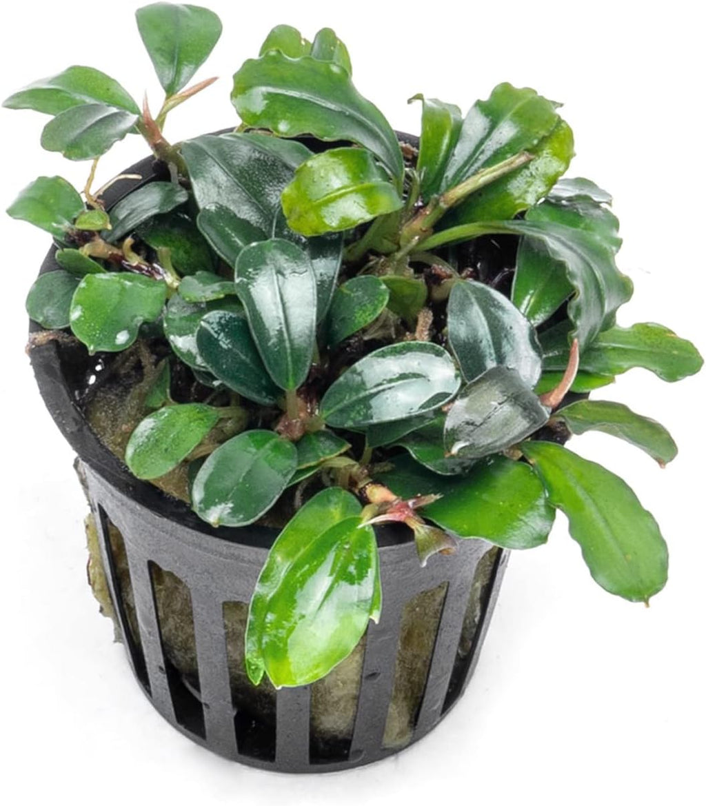 SubstrateSource Bucephalandra Brownie Blue Potted Live Aquarium Plant - Natural Freshwater Fish Tank Decorations, Aquatic Décor