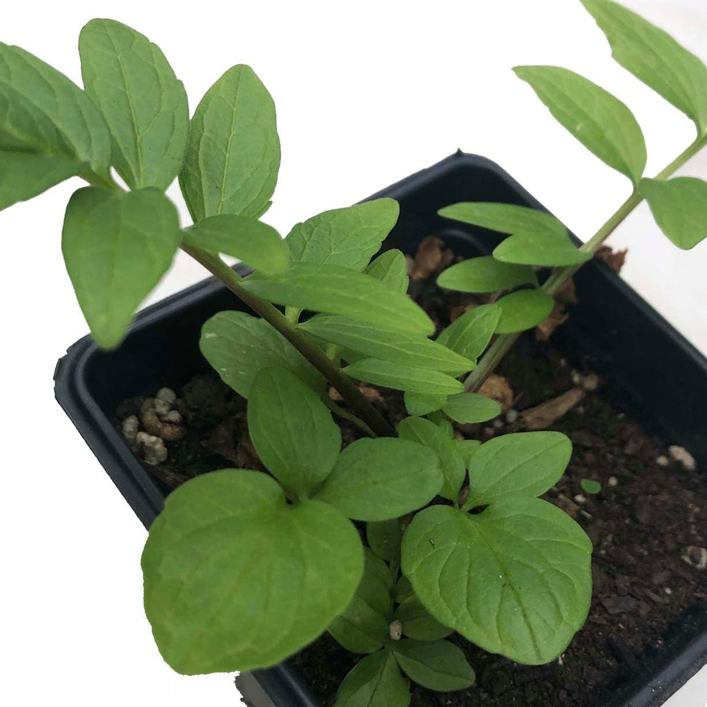 Smoke Camp Crafts Organic Valerian Herb Plant (Valeriana officinalis) Live Plant in 2.5-inch Pot - All-heal, Garden Heliotrope, Garden Valerian