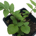 Smoke Camp Crafts Organic Valerian Herb Plant (Valeriana officinalis) Live Plant in 2.5-inch Pot - All-heal, Garden Heliotrope, Garden Valerian