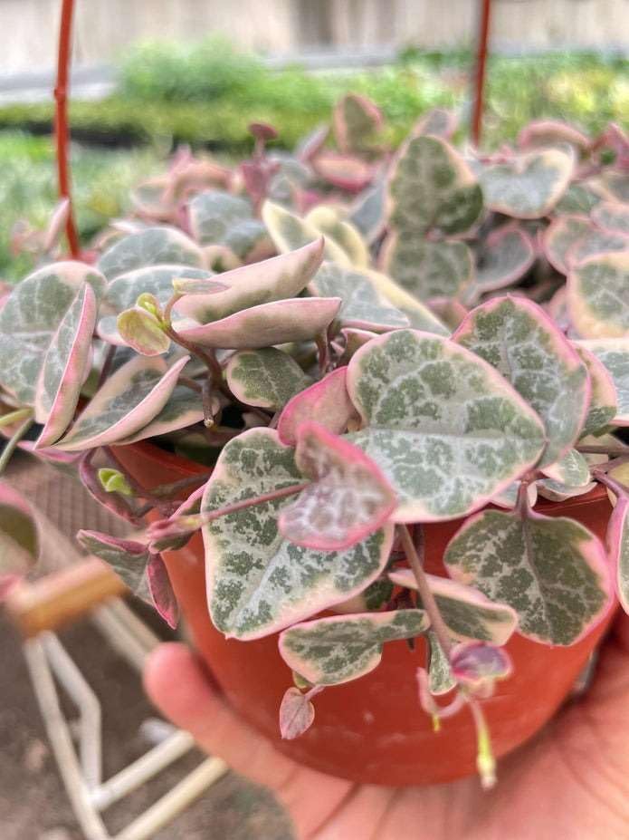 String of Hearts Variegated Live Plant for Indoor | Different Houseplants in 4'' & 6'' Pot | Real House Plant for Living Room, Office, Desk & Bathroom | Ceropegia woodii
