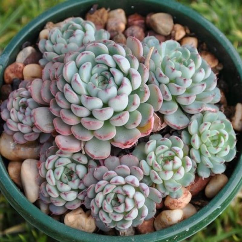 Echeveria Succulents Live Plants for Planting, Live Echeveria Succulents, Live Echeveria Plant, Live Echeveria Succulents, Echeveria Minima 2 Inch