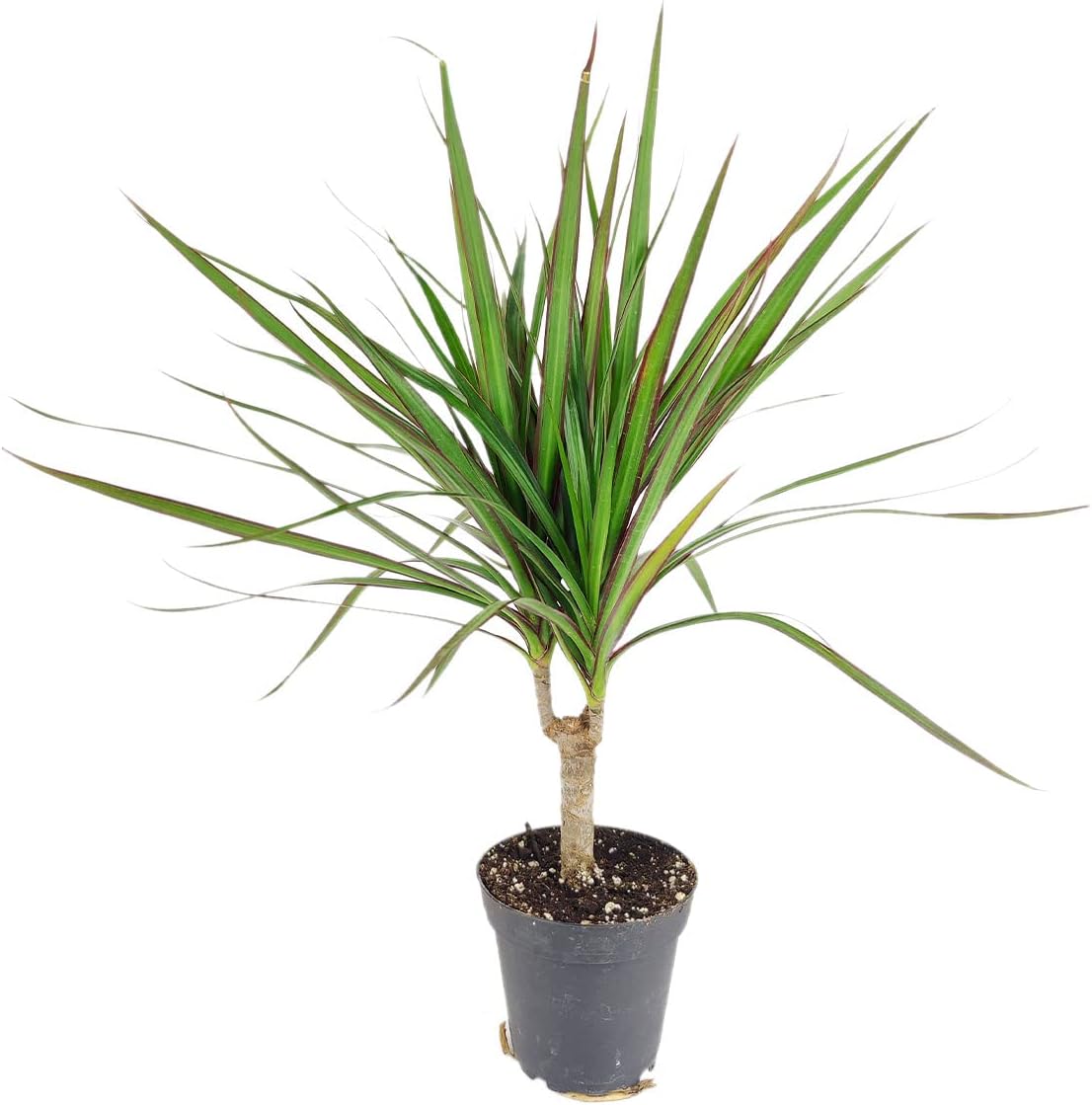 Small Size Dracaena Marginata Sunray Cane (4" White Minimalist Pot w Saucer) - Indoor, Air-Purifying, Easy to Grow Houseplant - Live Healthy Houseplant for Home Office Decoration