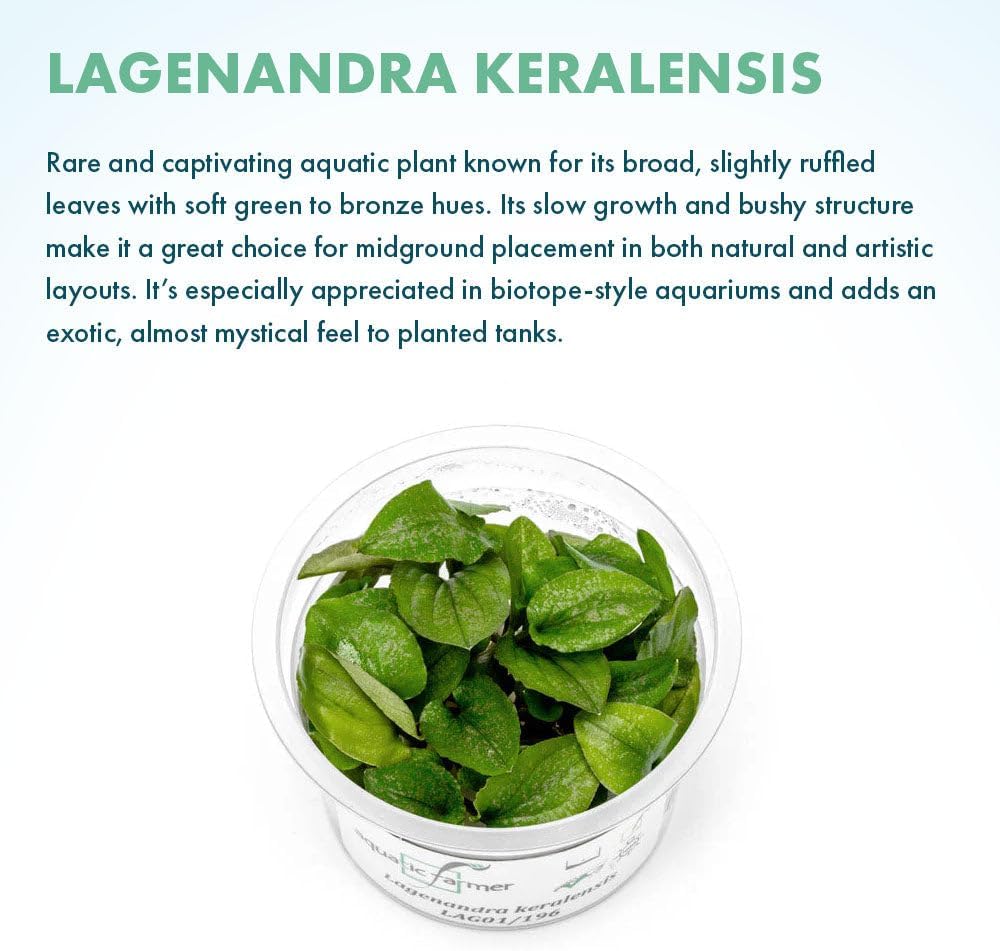 SubstrateSource Live Plant - Lagenandra keralensis - Midground to Background Rosette with Bronze-Green Foliage, Snail-Free in Vitro Aquarium Plant - Tissue Culture