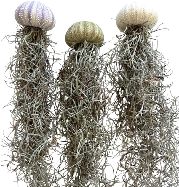 Set of 3- Jellyfish Sea Urchin Spanish Moss, Hanging Tillandsia Air Plants, Live Airplant, Healthy Arrival Guaranteed, Great Indoor & Outdoor Plant, Home Decor, Gift, Party Favors