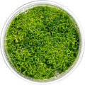 UNS Snail Free TC Floating Crystalwort (Riccia fluitans) - Medium to High Light, Bright Green Accent, Floating Liverwort, Foreground or Floating Placement - Tissue Culture, 1 Pack