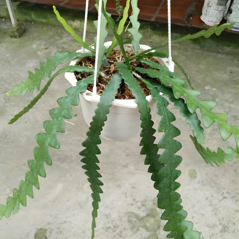 Fishbone Cactus Live Plant in 4" Pot | Eye-Catching RIC Rac Foliage | Beginner-Friendly Indoor Houseplant for Décor |Unique Gift for Plant Enthusiasts