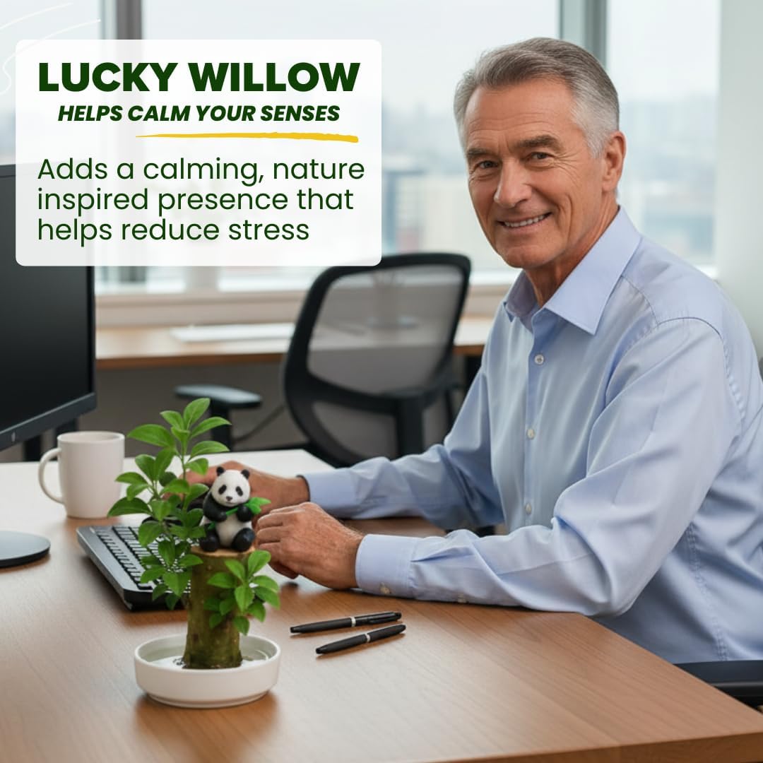 Brazilian Willow Wood Plants Multipacks Mini Brazil Lucky Wood Kits: Trays, Lucky Trees, Pandas - Swelling Stage, About to Sprout, Perfect for Office Gift Exchange, Home, Office Decor (3 Whole Kits)