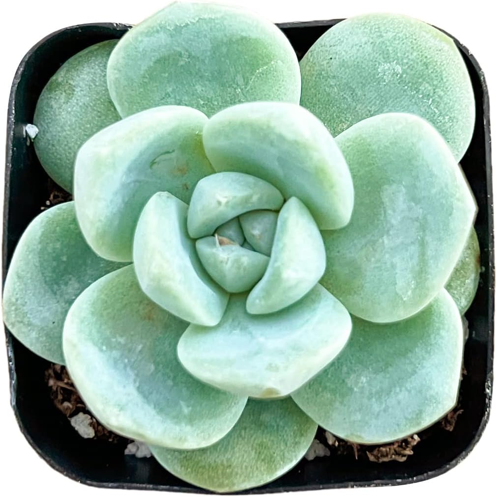 Sprout N Green Echeveria 'Ice Green', Mini Live Succulent Fully Rooted in 2 inch Starter Pot with Soil Mix, House Plant for Indoor Outdoor Home Office Wedding Decoration Party Favor