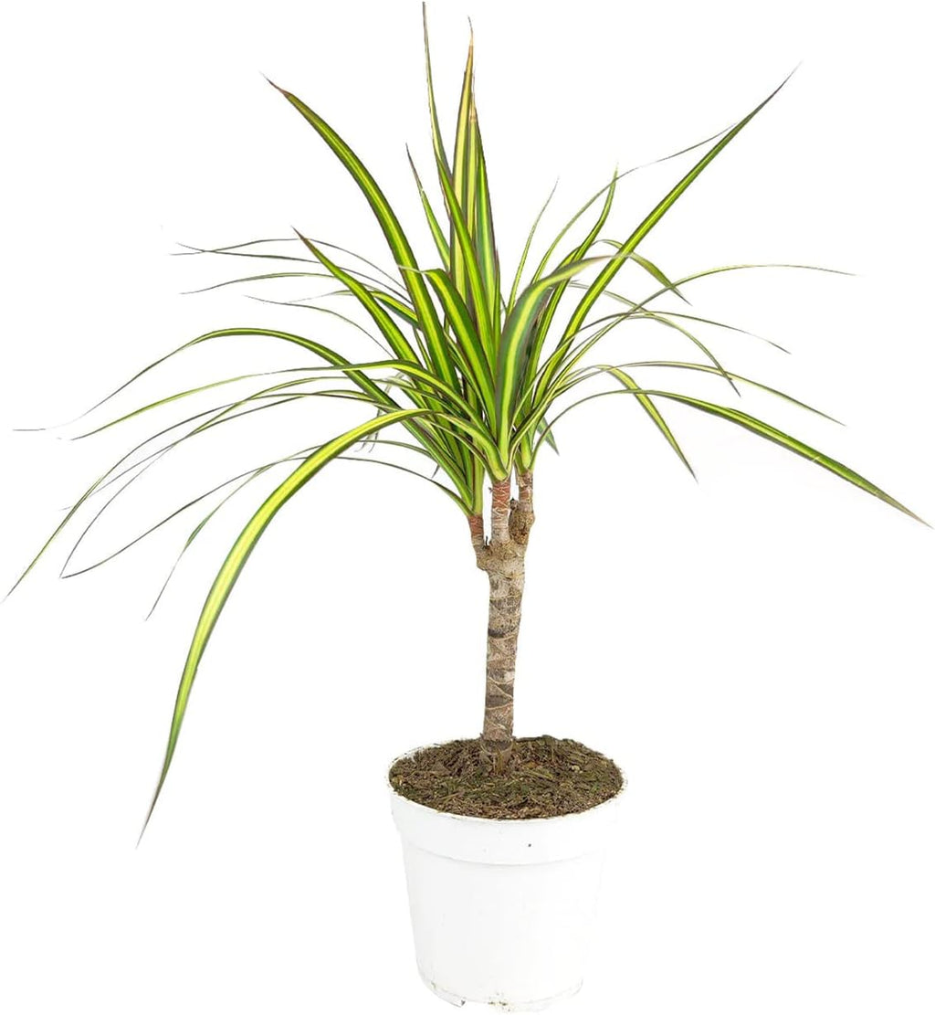 Small Size Dracaena Marginata Sunray Cane (4" Grower Pot) - Indoor, Air-Purifying, Easy to Grow Houseplant - Live Healthy Houseplant for Home Office Decoration