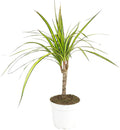 Small Size Dracaena Marginata Sunray Cane (4" Grower Pot) - Indoor, Air-Purifying, Easy to Grow Houseplant - Live Healthy Houseplant for Home Office Decoration