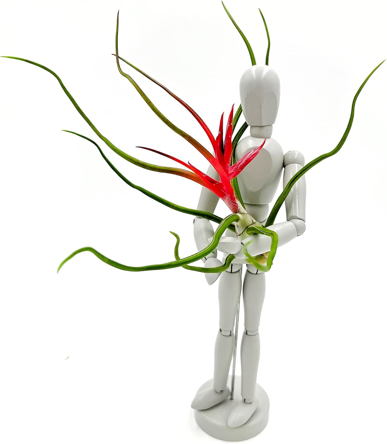 ragnaroc Air Plants - Flowering Tillandsia Bulbosa Belize, Giant 7-9" - 2ct - Live Arrival Guaranteed - House Plants for Home Decor & Gift