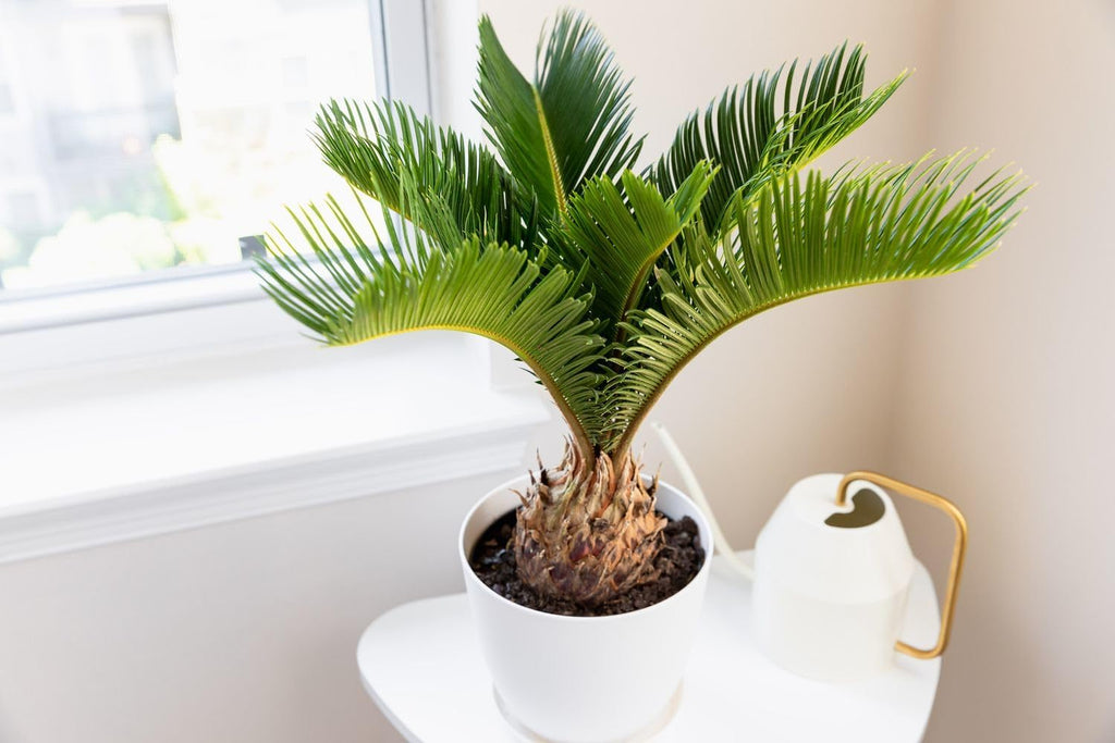 Gardenera Premium SOGO Palm Plant Potting Mix - Crafted for Thriving Growth and Exquisite Beauty - 1 Quart